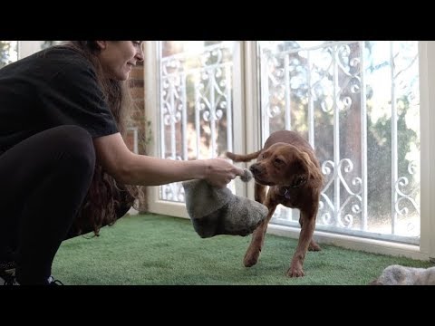 Видео: Qu По Qué Mi Perro… Roba Objetos?