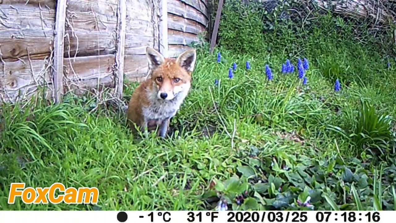 Vixen & Dog Fox parents - 24th/25th March