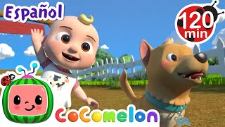 Bingo en la granja | CoComelon y los animales 🍉| Dibujos para niños by CoComelon y Animales - Canciones infantiles 62,241 views 2 months ago 3 hours, 5 minutes