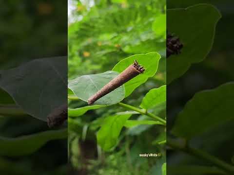 Conor Insect When Are Cone Insects A Problem