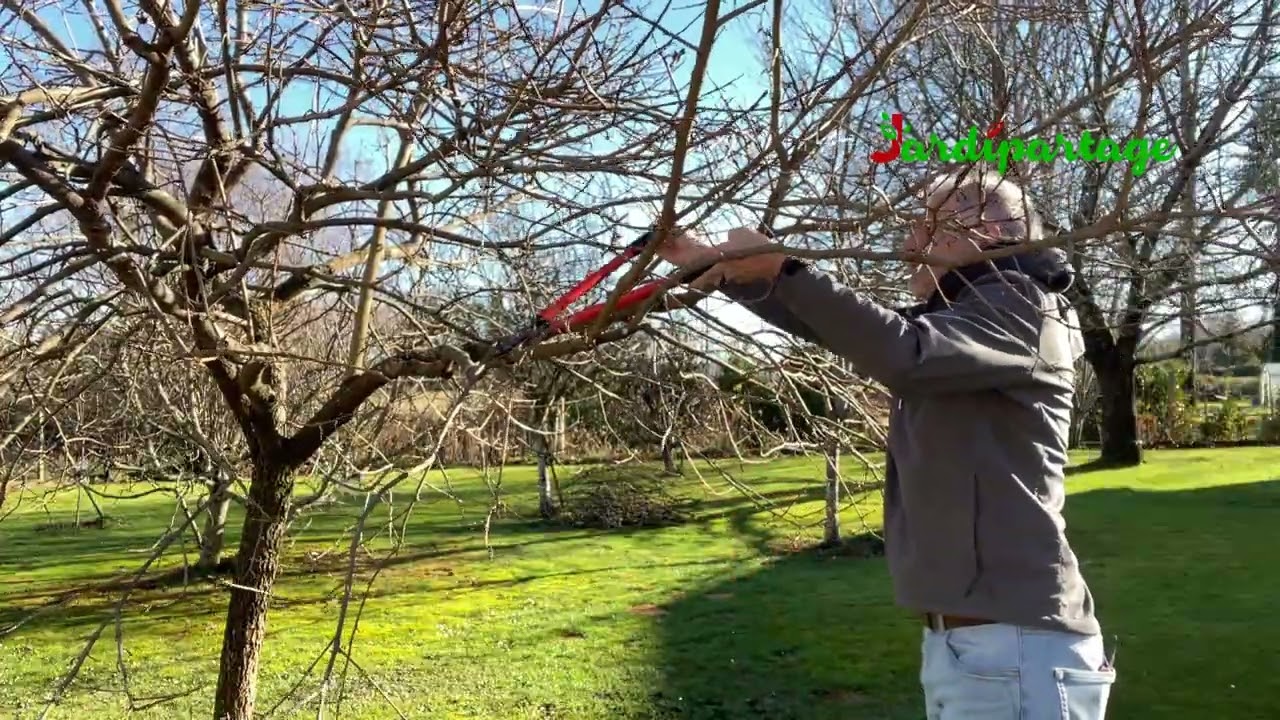 Taille du Kaki (plaqueminier) : Quand et comment la faire ?