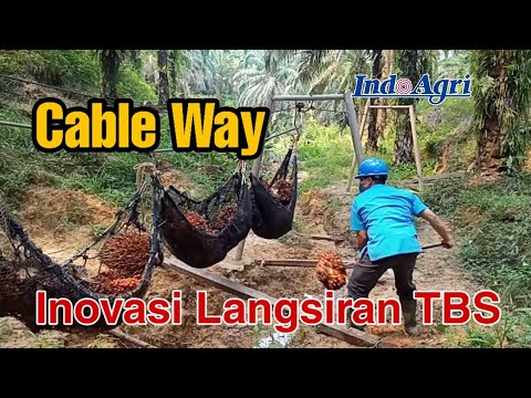 Cable Way Inovasi Langsiran TBS Pada Topografi Berbukit di Kebun Sawit