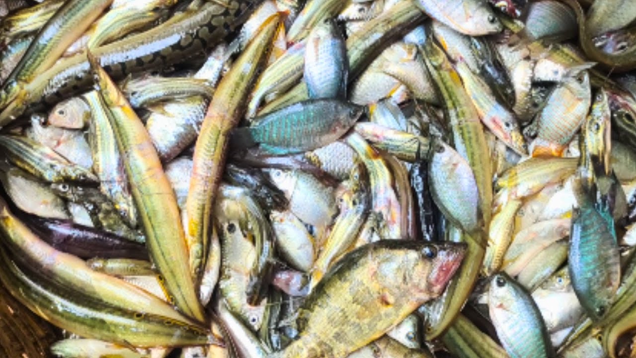 Watch Sylhet Bateshwar Bazar, Famous for Local River and Haor Fish