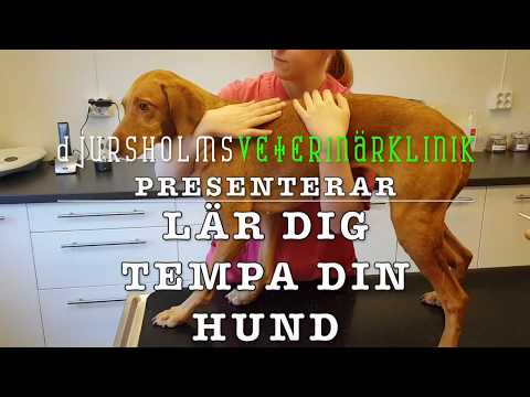 Lär dig tempa din hund - Djursholms Veterinärklinik