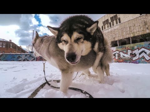 ВЯЗКА СОБАК первый раз / СПАРИВАНИЕ маламутов