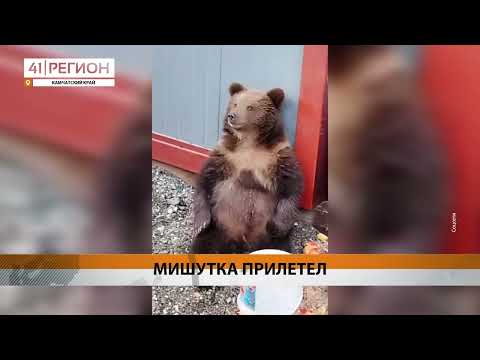 КАМЧАТСКИЙ МЕДВЕЖОНОК ПОТАПЫЧ ДОСТАВЛЕН В МОСКВУ • НОВОСТИ КАМЧАТКИ
