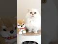 どうしてもテレビ台が欲しい子猫がおねだりした結果……