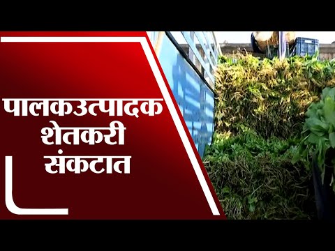 Nagpur | पालकउत्पादक शेतकरी संकटात, पालकभाजी 2 ते 3 रु. किलो