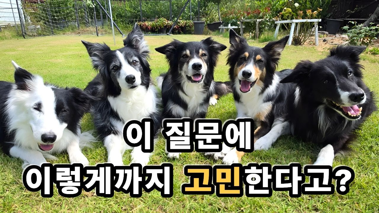 이건 진짜 궁금한데… 보더콜리라면?
