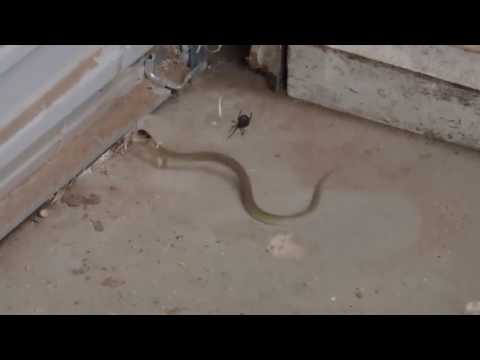 Vídeo: Na África Do Sul, Uma Aranha Pegou E Comeu Uma Cobra - Visão Alternativa