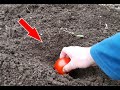 Посев томатов под зиму. Уникальный способ выращивания томатов без рассады.