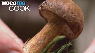 Kleine Pilzkunde Pilze Sammeln Bei Einem Waldspaziergang Mit Einem Pilzkenner Youtube