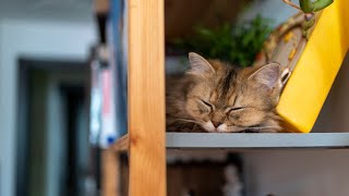 4 Cats By Sym Project