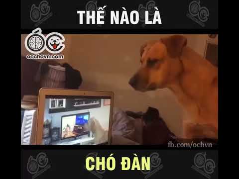 Video: Chó cái thật