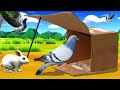 कबूतर पक्षी जाल कार्डबोर्ड Cardboard Pigeon Trap Comedy Stories Hindi Kahaniya Funny Comedy Video.