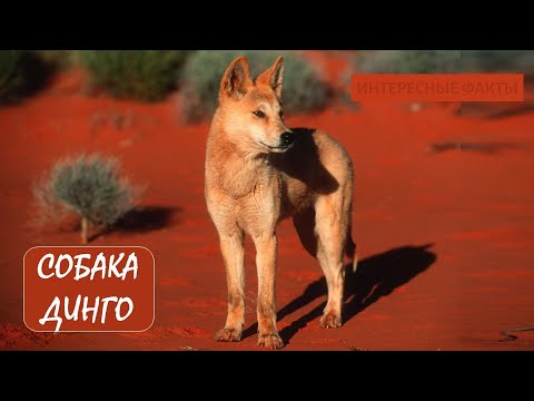 СОБАКА ДИНГО🐕/Животные life/Собаки/Животные/Интересные факты