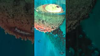 Displacement Reaction Iron In Copperii Sulfate Solution