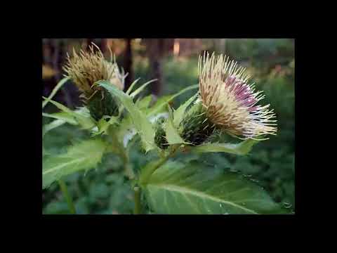 Video: Hasenkohl: Verwendung in der traditionellen Medizin und Landschaftsgest altung