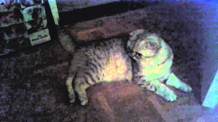 Watch the video about Scottish fold and highland fold play