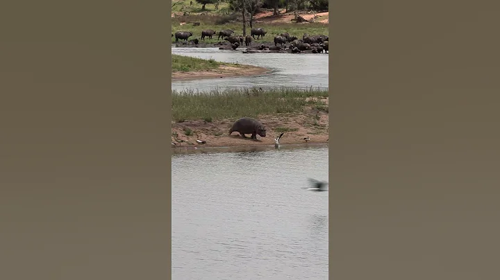 Hippo runs into dam #4k #african animals #hippo