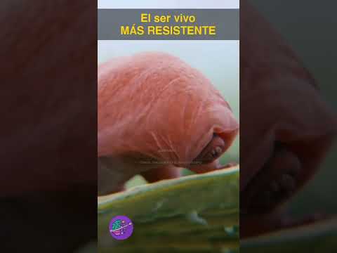 El SER VIVO