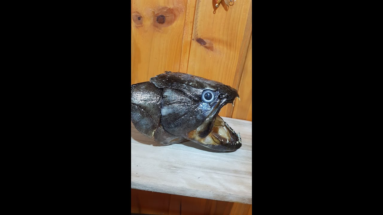 😱😱Cabeça de traíra empalhada,como fazer ?? O que usar ??? Ficou muito real 😱😱