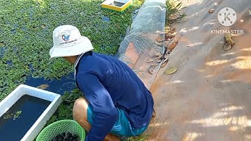 tiếp tục bắt ốc thịt bán cho khách nha quý bà con