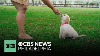 How pets can sense our holiday stress | Pet Project
