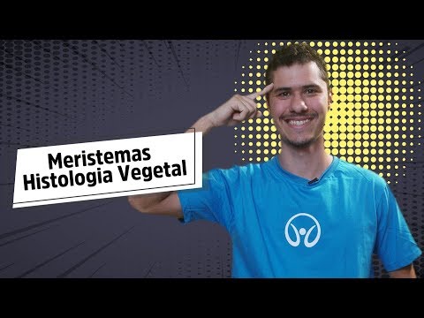 Vídeo: Diferença Entre Meristema Apical Intercalar E Lateral