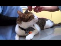２０１３★ワクチン注射される猫２匹　～ぴっち♀＆ぽっけ♂～　Cats vaccinated at an animal hospital [2013]　～Picchi♀＆Pokke♂～　2013.10.