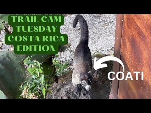 Trail Cam Tuesday: COSTA RICA 4K EDITION!