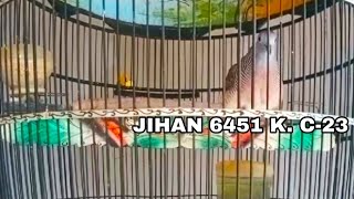 PERKUTUT BANGKOK SUARA LENGKAP RING JIHAN BIRD FARM