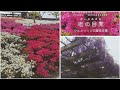 万博記念公園、日本庭園ゾーン　つつじヶ丘と藤まつり（穴場の藤棚など）八重桜まで！？（何もかも同じ時期に咲くようになったなあ＾＾；）Japanese wisteria & Azalea