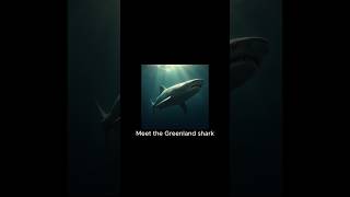 The Deep-Sea Fish That Lives For Over 200 Years