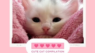 Cutie cats and kittens compilation.