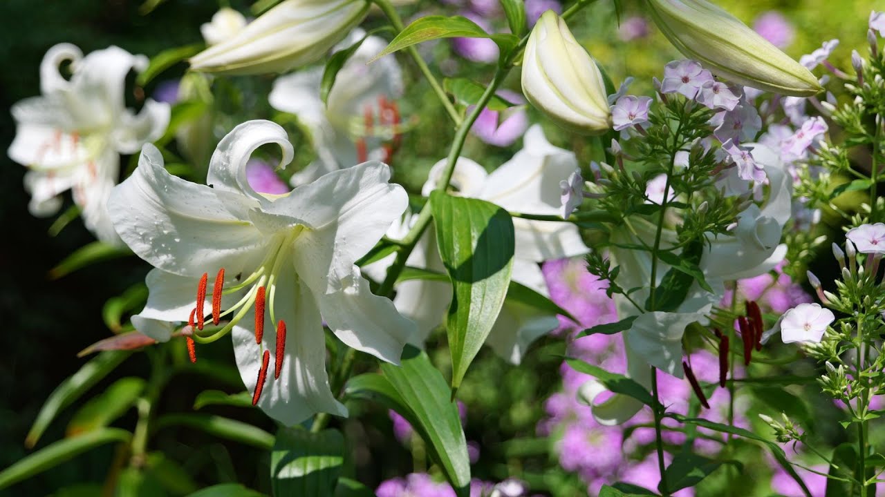 バラクライングリッシュガーデン　夏　2024.08.07　長野県茅野市　めざせ楽々お花見学