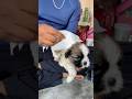 “Yeh Puppy Nahaya Hi Nahi… Phir Bhi Clean Kaise? 🤯”|| #shorts #pets #dog