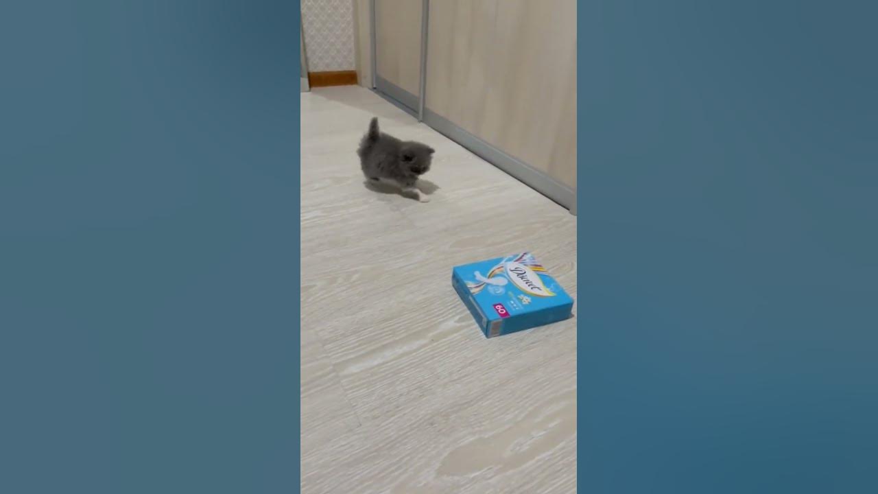 Главное держать хвост пистолетом 😆 - YouTube