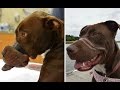 Caitlyn had her muzzle cruelly taped shut. Now look at her! | DOG'S BEST DAY