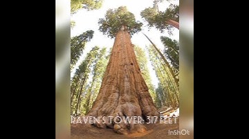 Top 10 Tallest Tree in The World