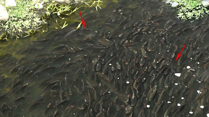 TAIWAN!!! Surganya ikan nila liar || FISHING NETS