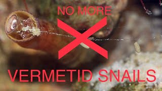 How to eliminate VERMETID SNAILS! by EconomicalReefer 9,594 views 1 year ago 6 minutes, 16 seconds