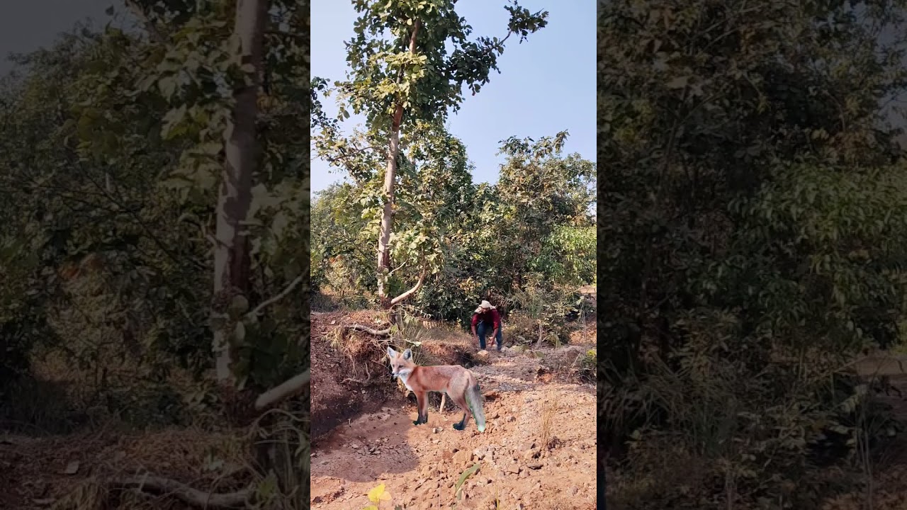 the people attack wild wolf 🐺😱🐺 