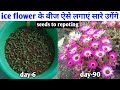 Ice Flower के बीज ऐसे लगाएं | Ice Flower | Mesembryanthemum | Winter Flowers