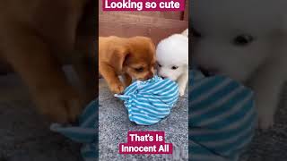 #shorts #videos #DlGharti #funny Looking So Cute All .️️