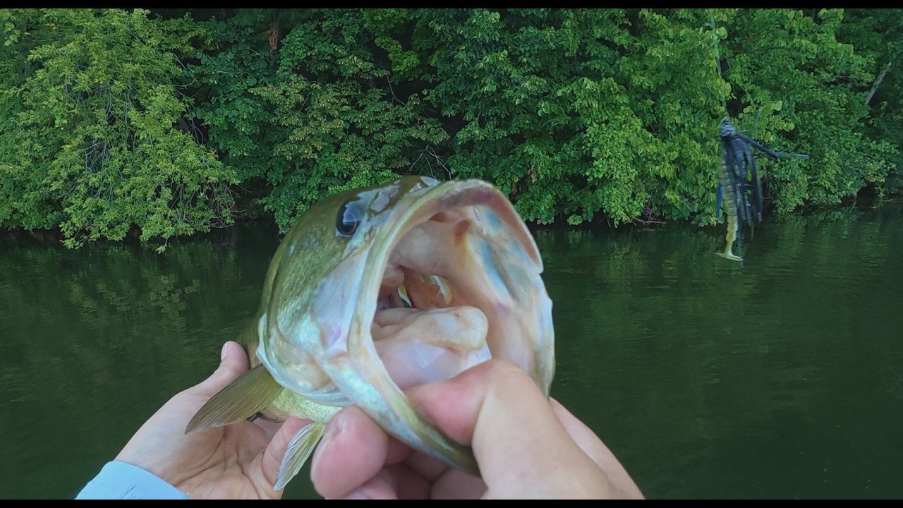 August Bass Fishing