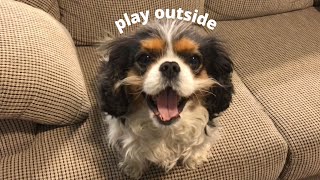 Snowed In: Funny Rants and Demands from Isabelle the Cavalier King Charles Spaniel