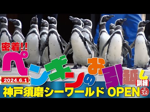 【密着!ペンギンの引っ越し】神戸須磨シーワールドが2024年6月1日オープン!