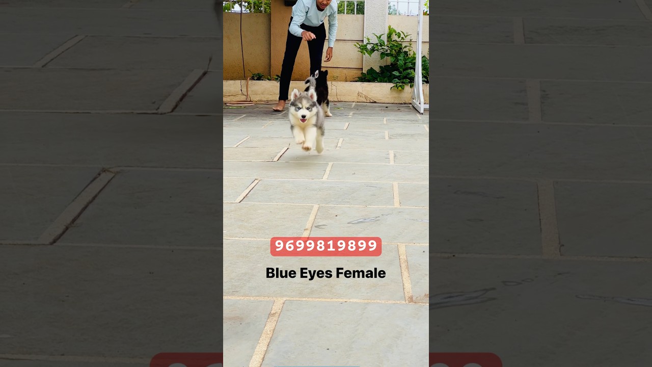 🥰Husky Puppies Available For Sale In Pune Mumbai @dogzila99 9699819899 