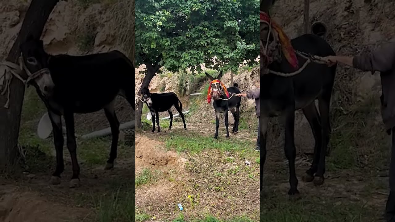 Donkeys Live Among And Horses 97